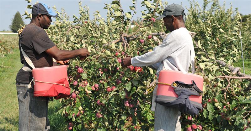 apple-picking-workers-needed-urgently-in-canada-yorkfeed