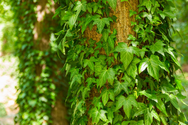 How English Ivy Purify The Air