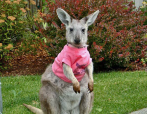 10 strange pets people keep7
