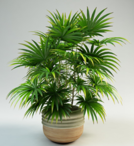 How Lady Palm Use In Purifying The Air