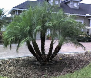 How Dwarf Date Palm Purify The Air