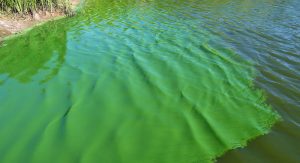 Cyanobacteria - oldest animals