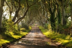 Grey Lady of the Dark Hedges Game Of Thrones Filming Location
