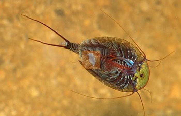 Horseshoe Shrimp - oldest animals