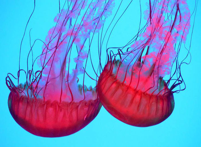 Jelly Fish - oldest animals