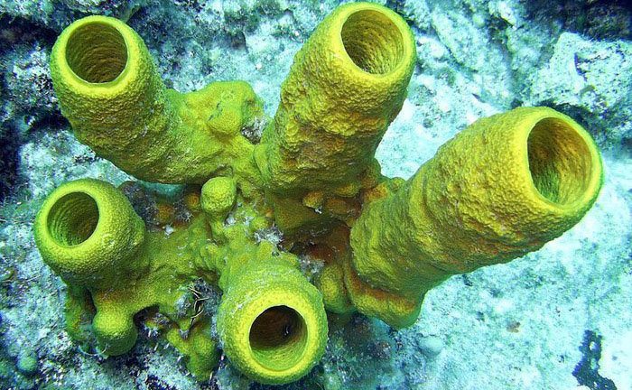 Sponge - oldest animals